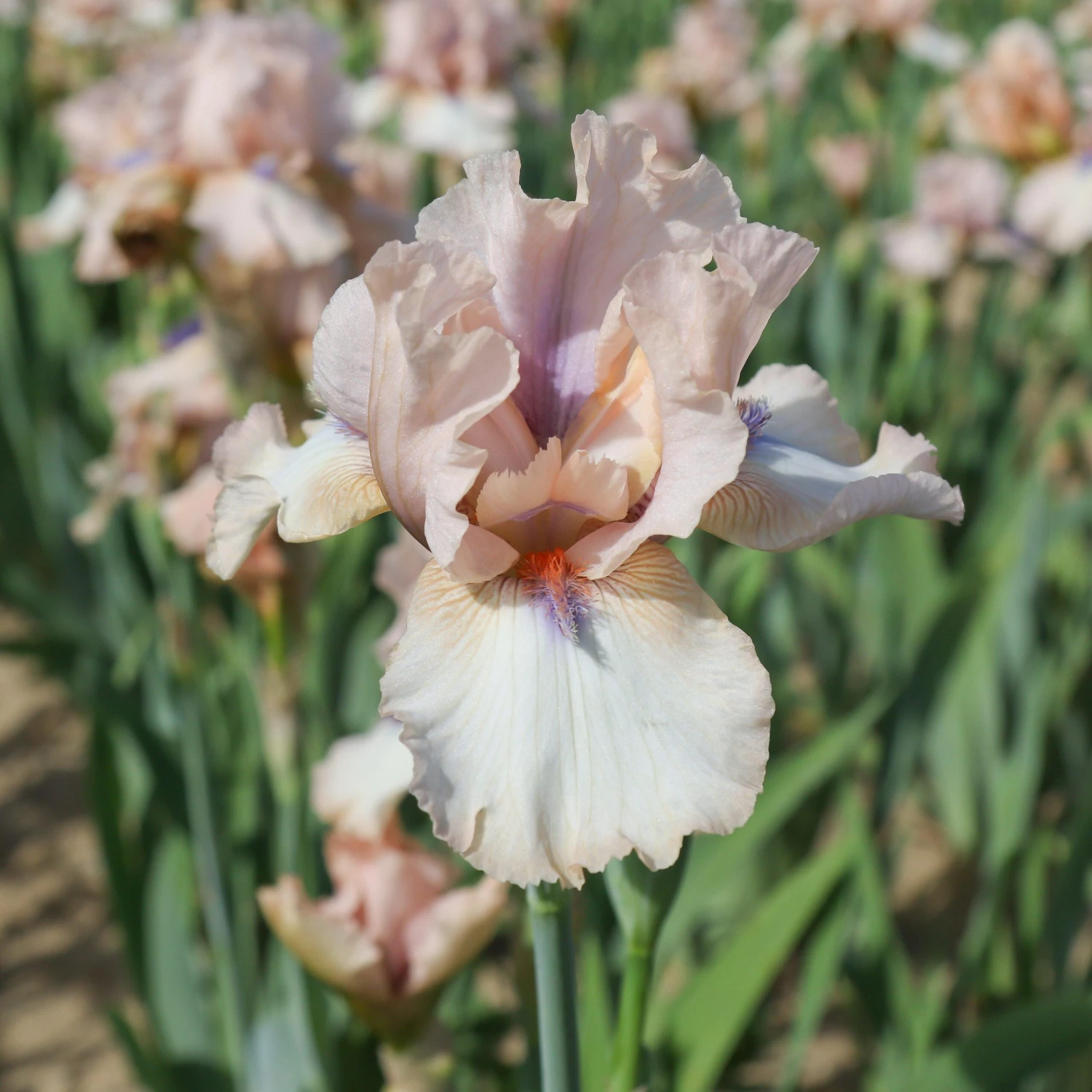 Bearded Iris - Califlora Concertina (Reblooming) - Image 6