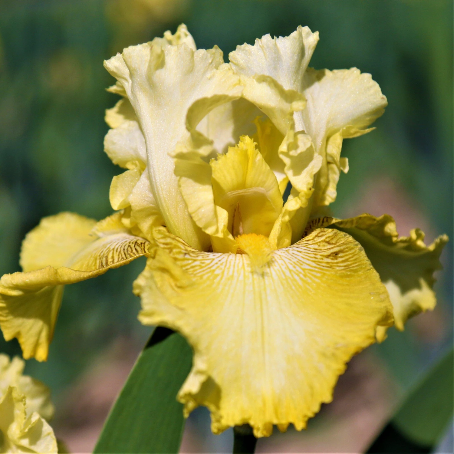 Bearded Iris - Califlora Harvest Of Memories (Reblooming) - Image 2