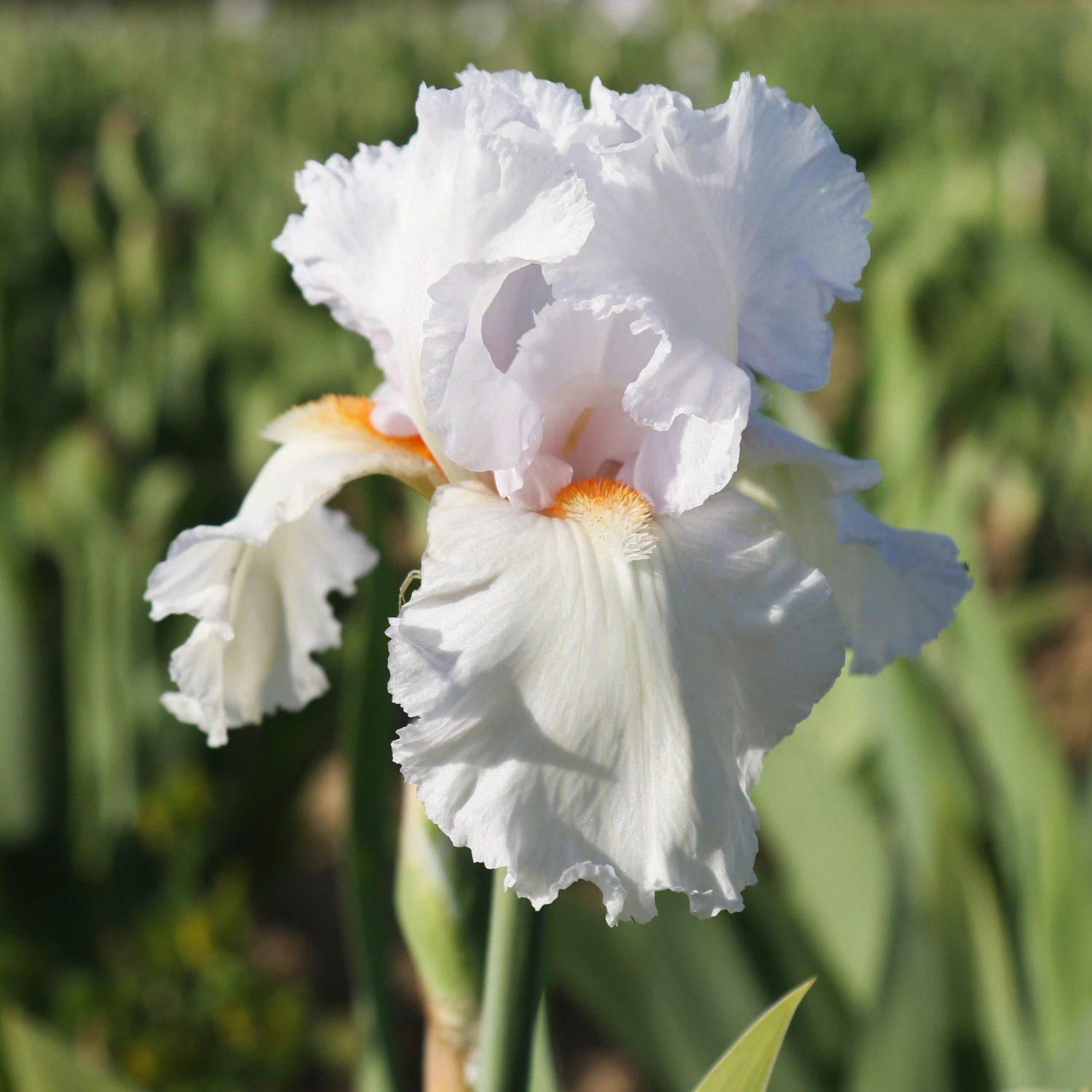 Bearded Iris - Califlora Eternal Bliss (Reblooming) - Image 4
