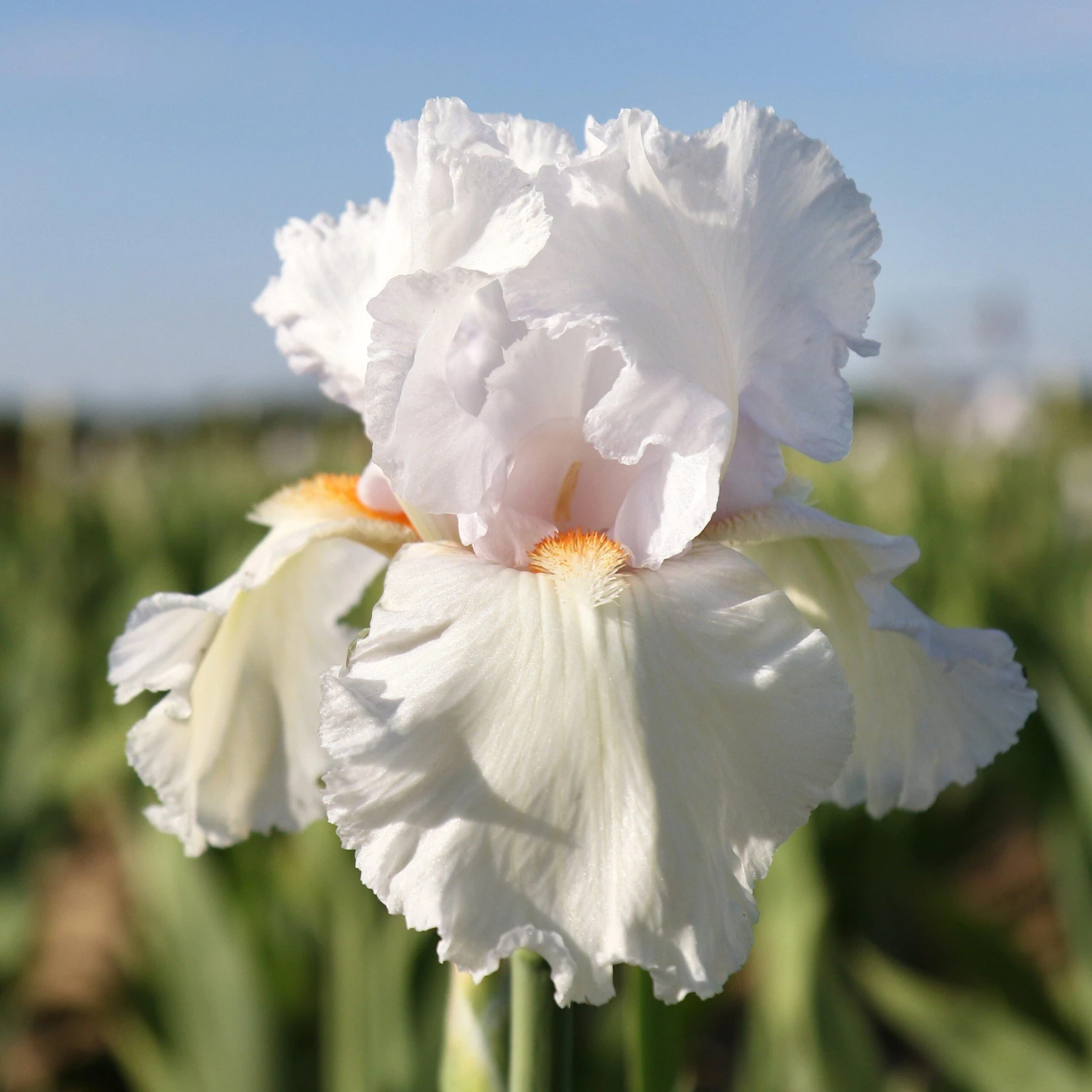 Bearded Iris - Califlora Eternal Bliss (Reblooming)