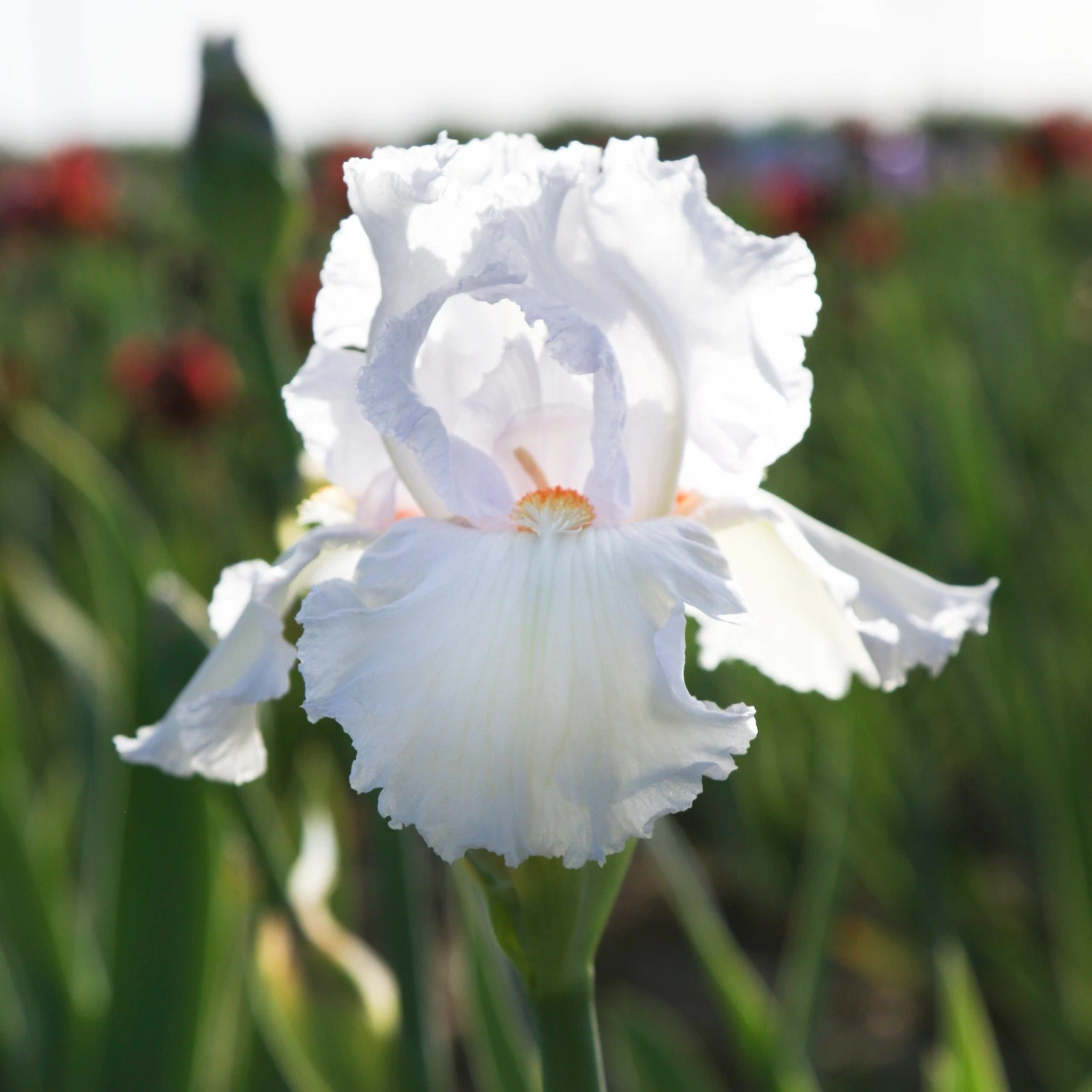 Bearded Iris - Califlora Eternal Bliss (Reblooming) - Image 2