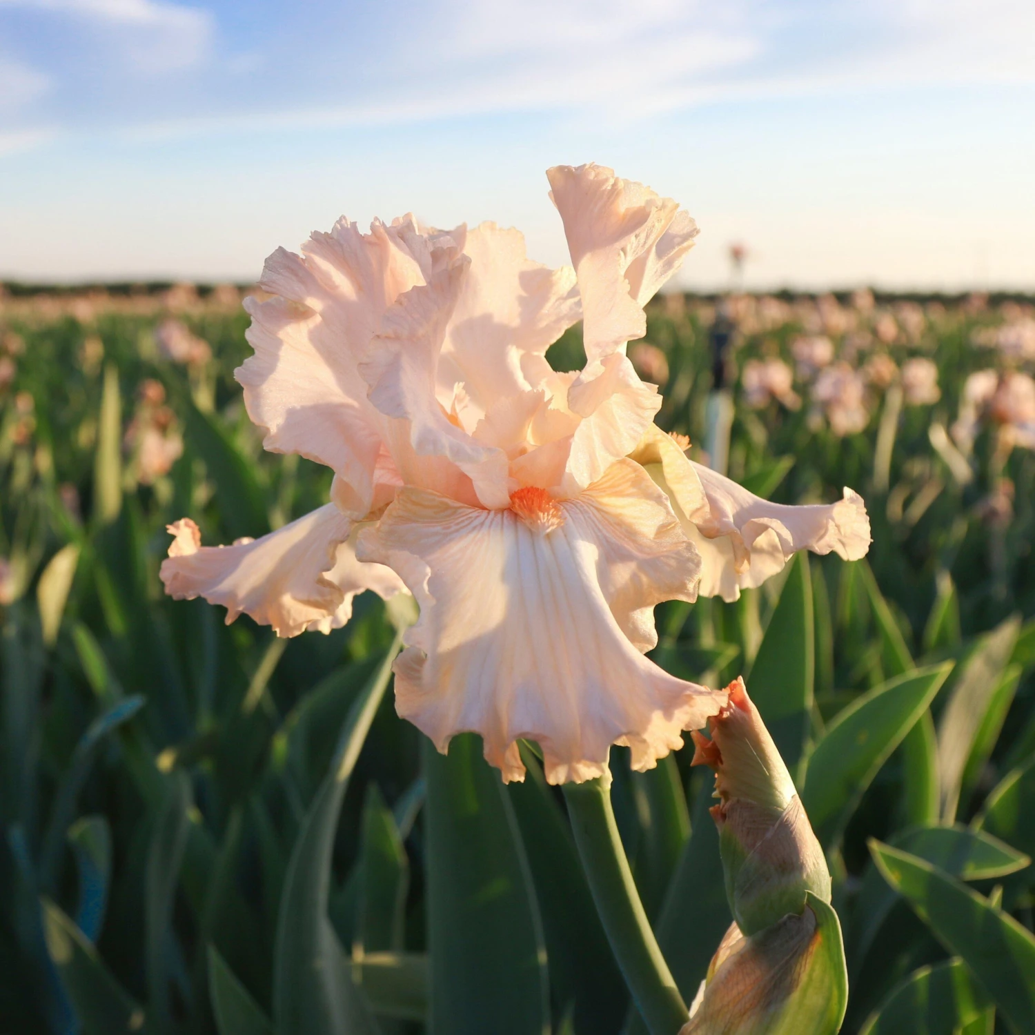 Bearded Iris - Califlora Priscilla Of Corinth (Reblooming) - Image 3