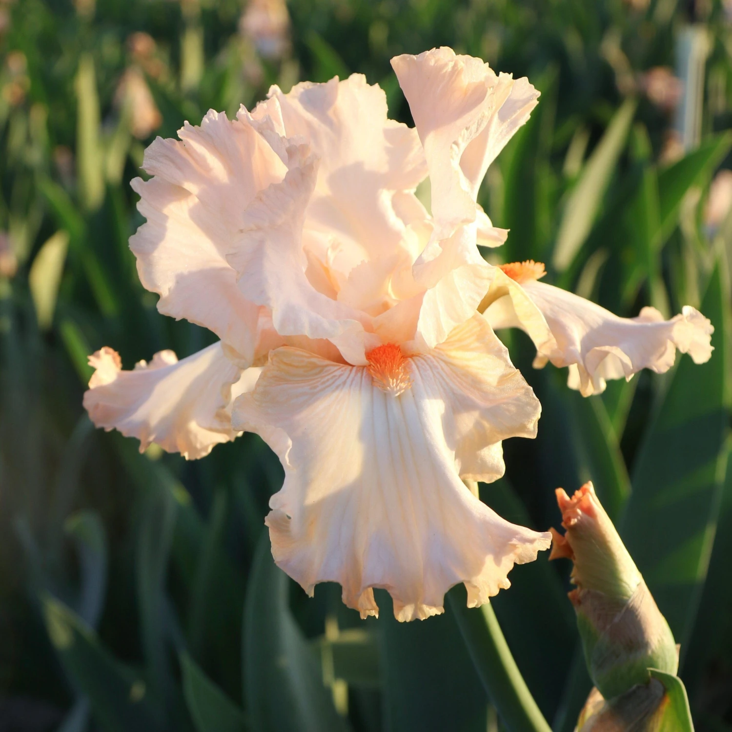 Bearded Iris - Califlora Priscilla Of Corinth (Reblooming) - Image 4