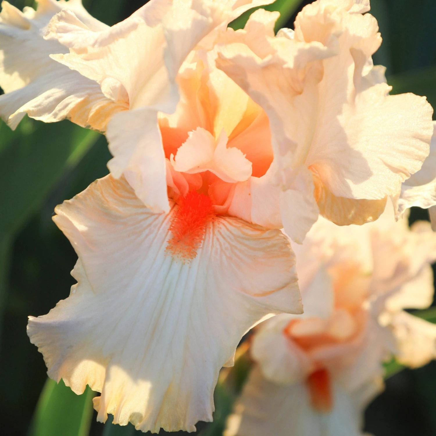 Bearded Iris - Califlora Priscilla Of Corinth (Reblooming) - Image 5