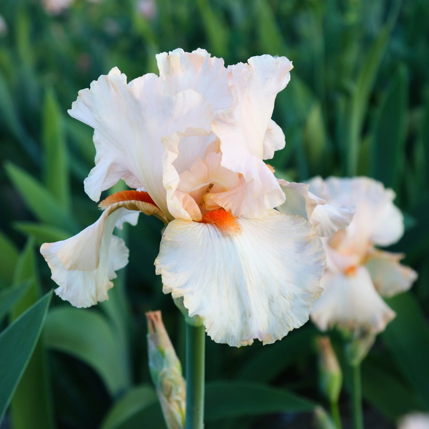 Bearded Iris - Califlora Priscilla Of Corinth (Reblooming)