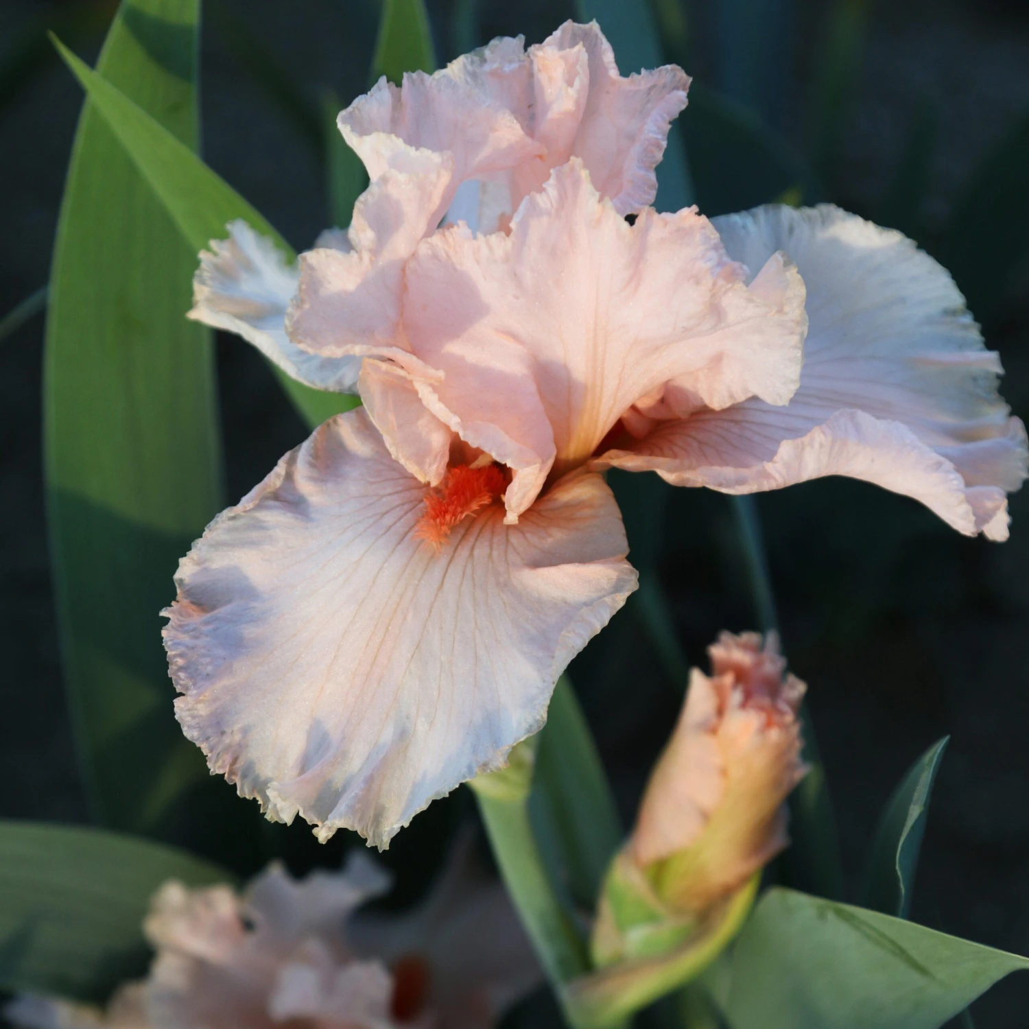 Bearded Iris - Califlora Priscilla Of Corinth (Reblooming) - Image 6