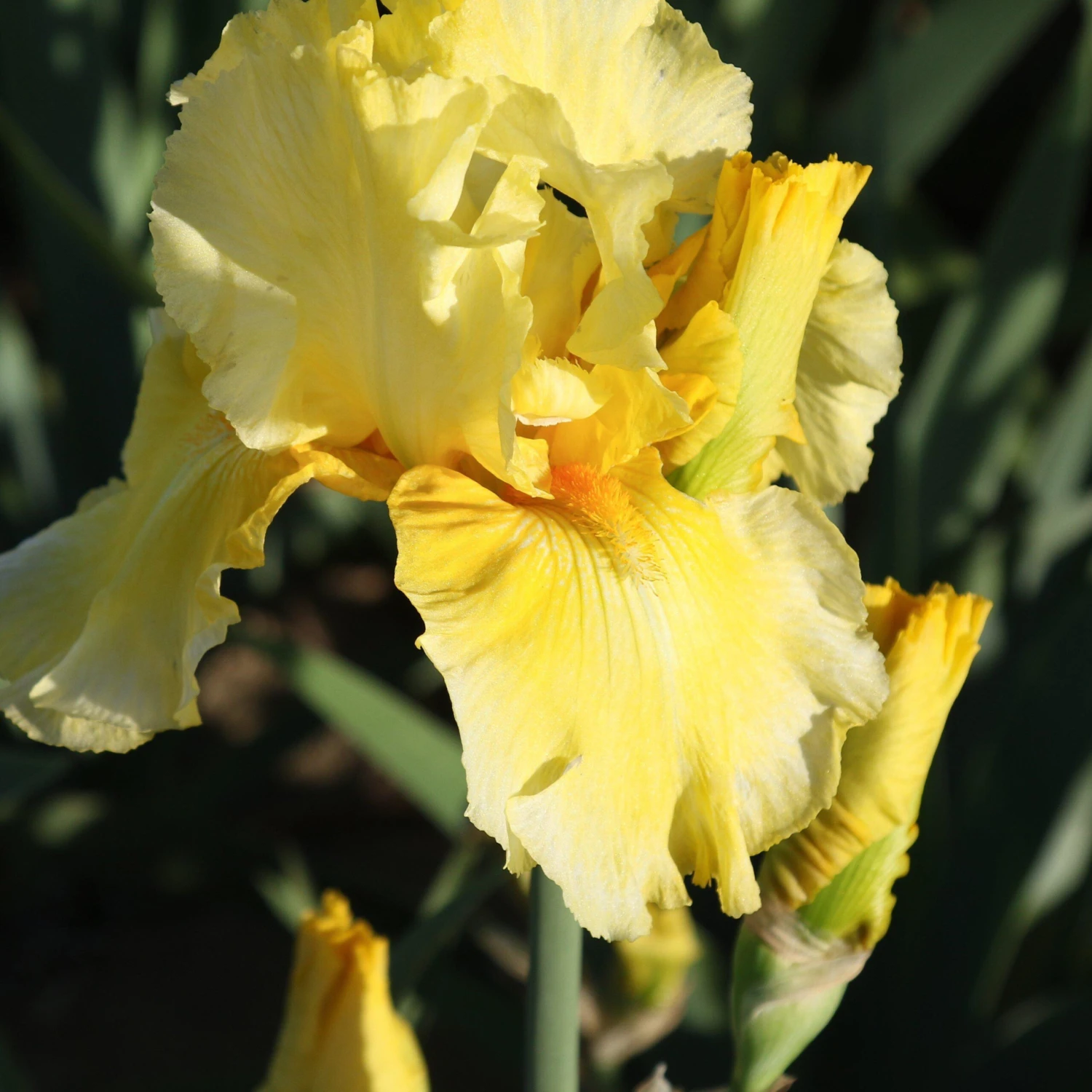Bearded Iris - Califlora Pleasant Peasant (Reblooming) - Image 3