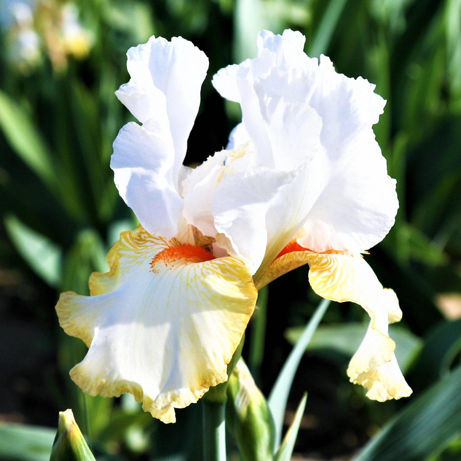 Bearded Iris - Califlora Halloween Halo (Reblooming) - Image 2