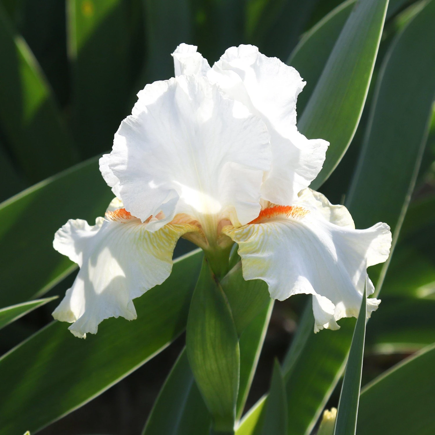 Bearded Iris - Califlora Halloween Halo (Reblooming) - Image 5