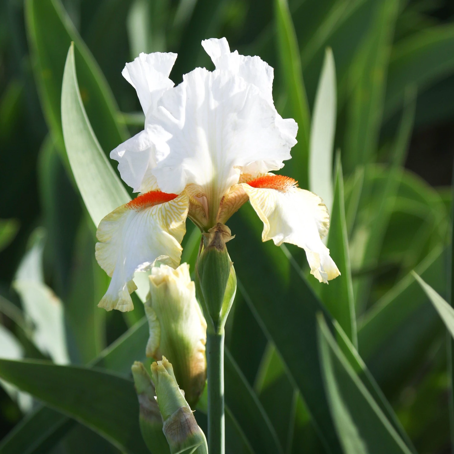 Bearded Iris - Califlora Halloween Halo (Reblooming) - Image 3