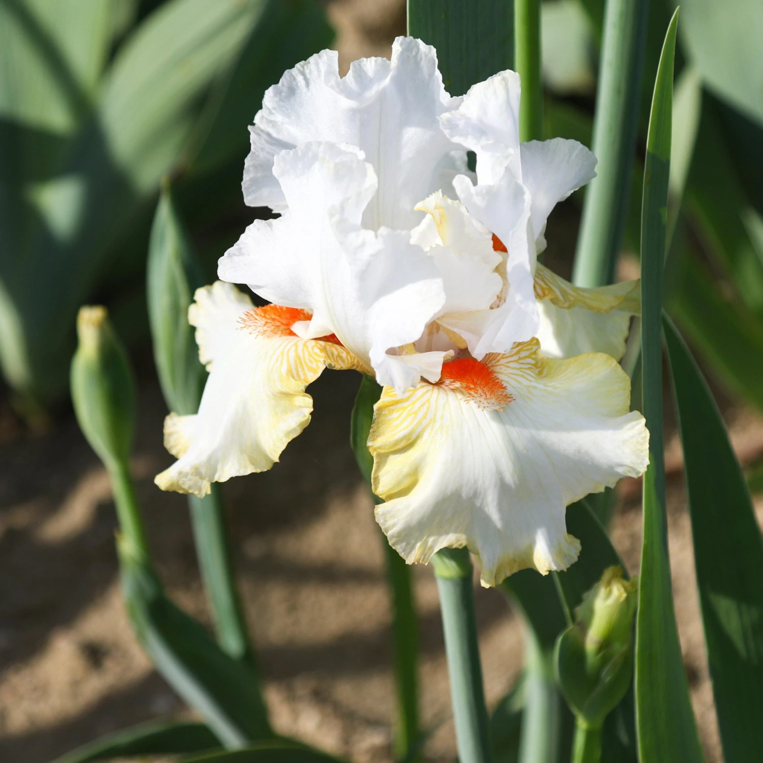 Bearded Iris - Califlora Halloween Halo (Reblooming) - Image 4