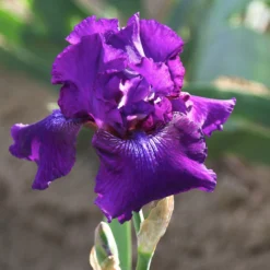 Bearded Iris - Califlora Rosalie Figge (Reblooming)