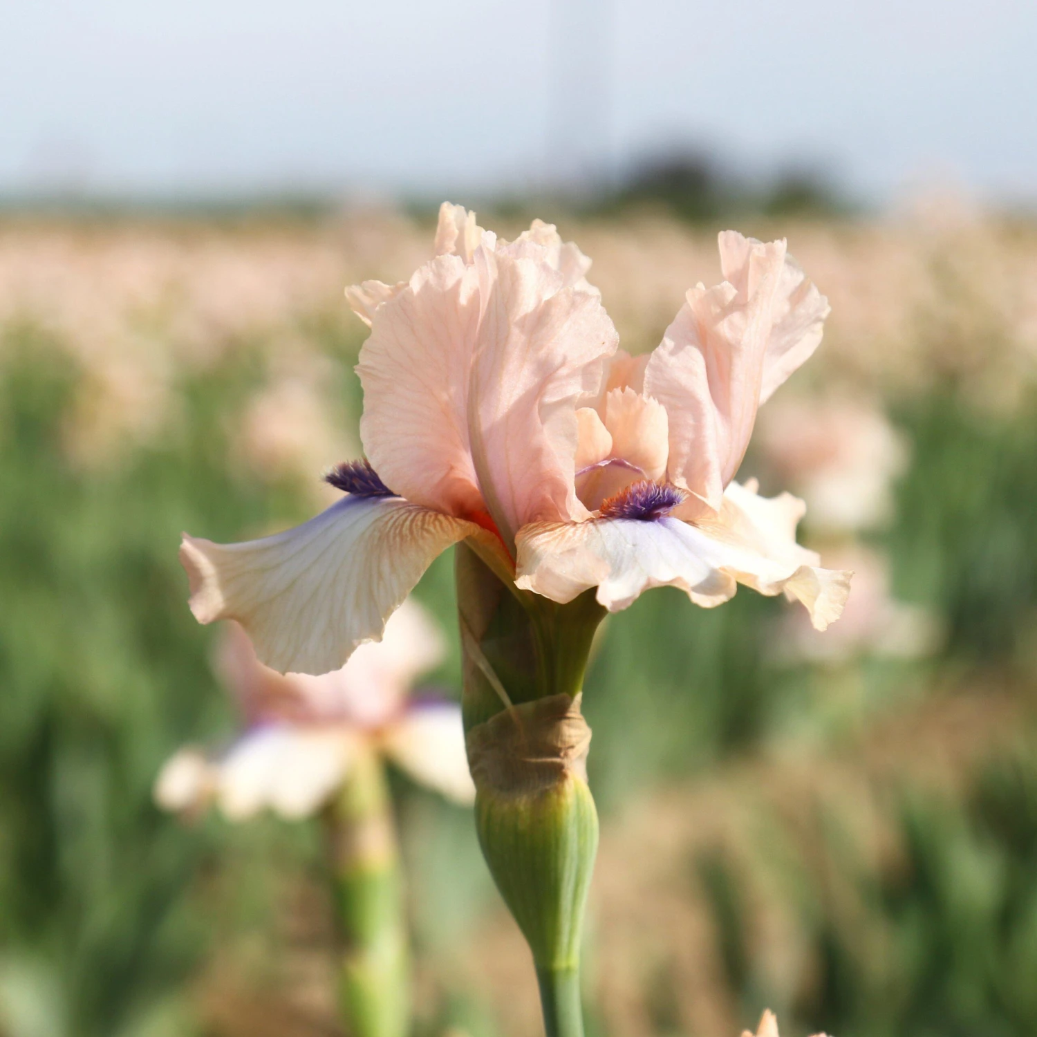 Bearded Iris - Califlora Concertina (Reblooming) - Image 3