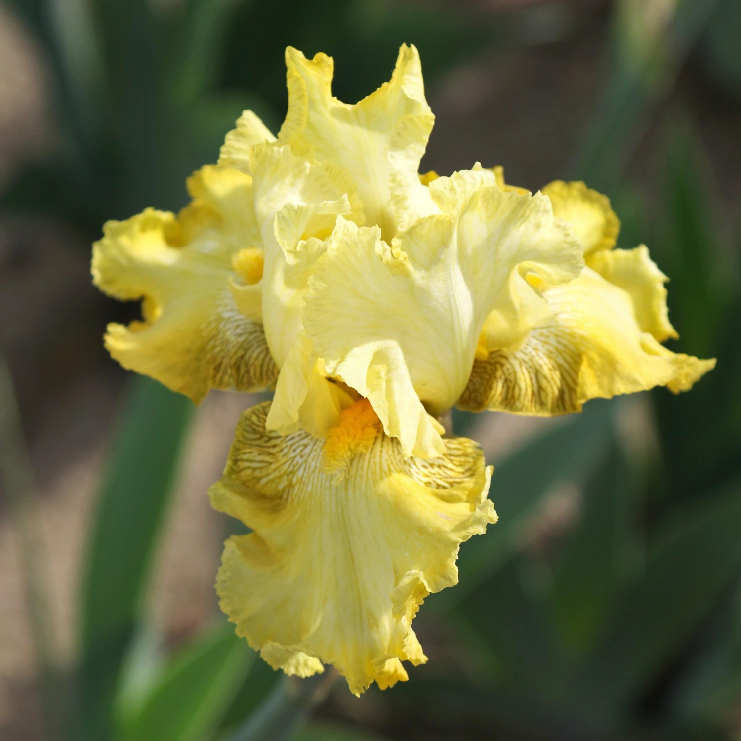 Bearded Iris - Califlora Harvest Of Memories (Reblooming) - Image 4