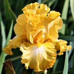 Bearded Iris - Califlora Eggnog (Reblooming)