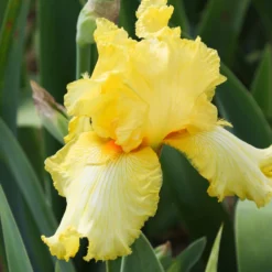 Bearded Iris - Califlora Shoot The Moon (Reblooming)