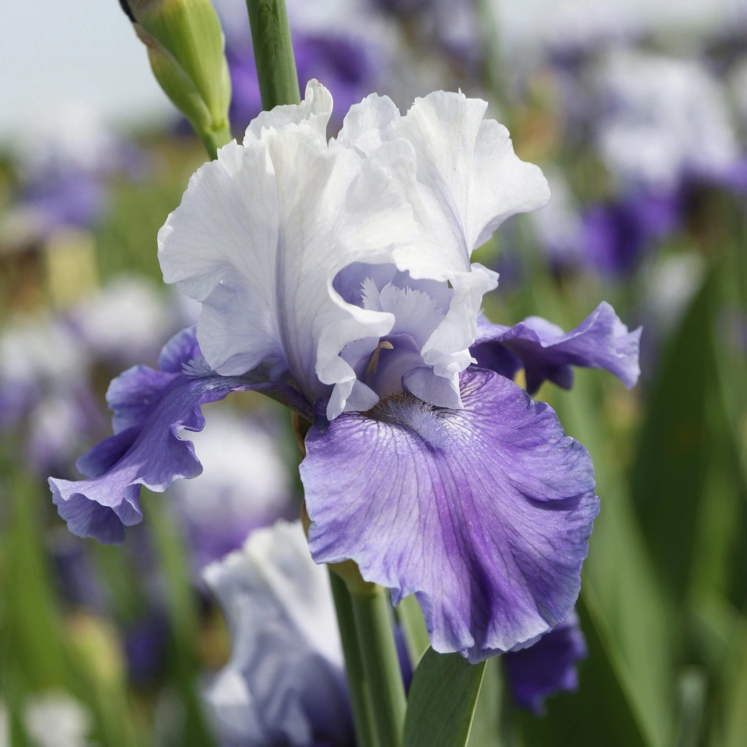 Bearded Iris - Califlora Mariposa Skies (Reblooming) - Image 5