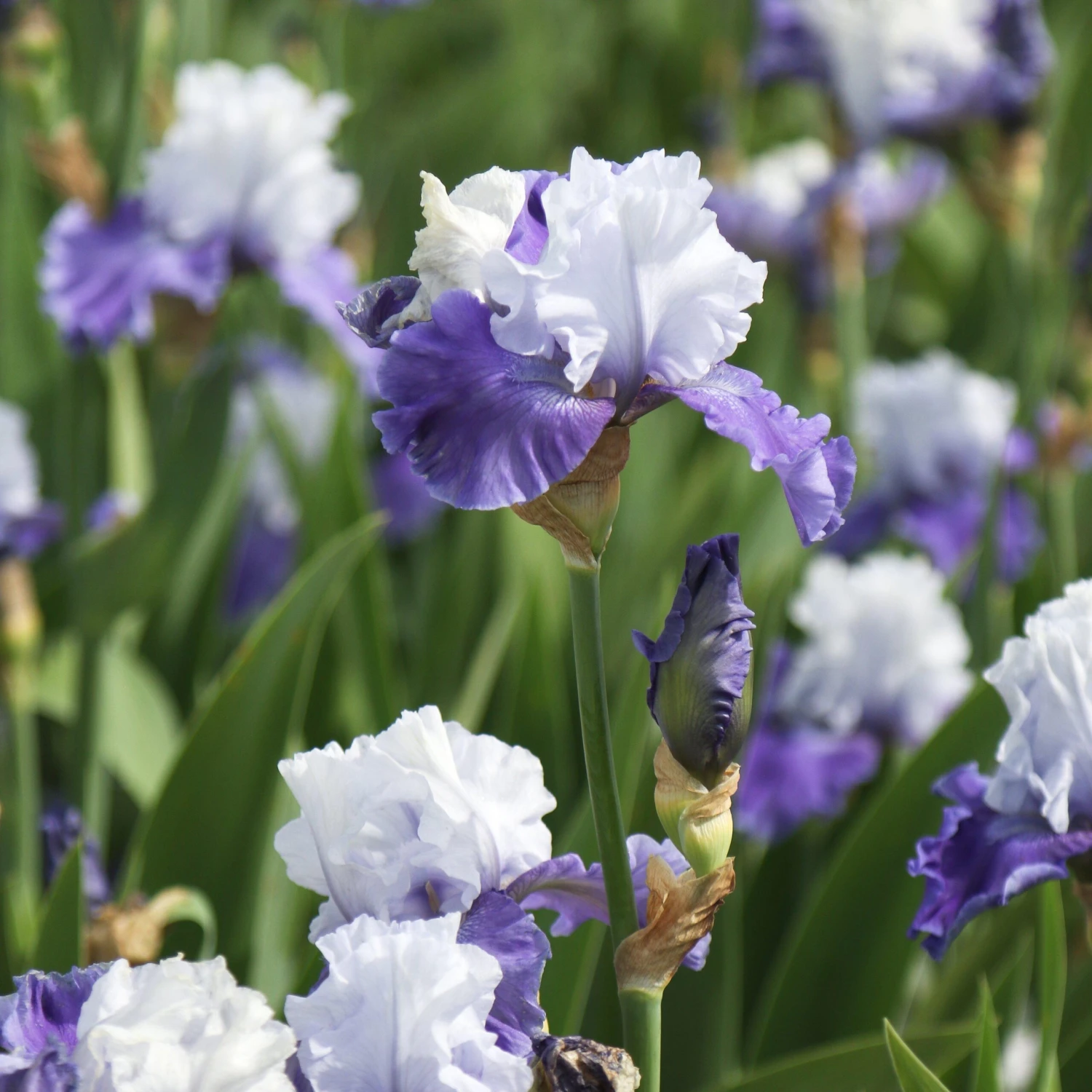 Bearded Iris - Califlora Mariposa Skies (Reblooming) - Image 6