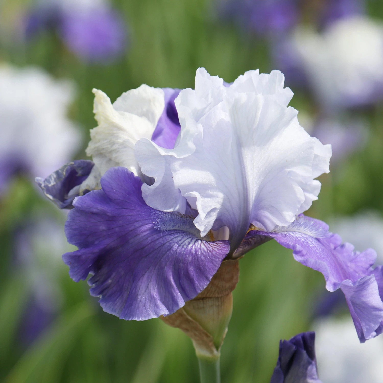 Bearded Iris - Califlora Mariposa Skies (Reblooming) - Image 3
