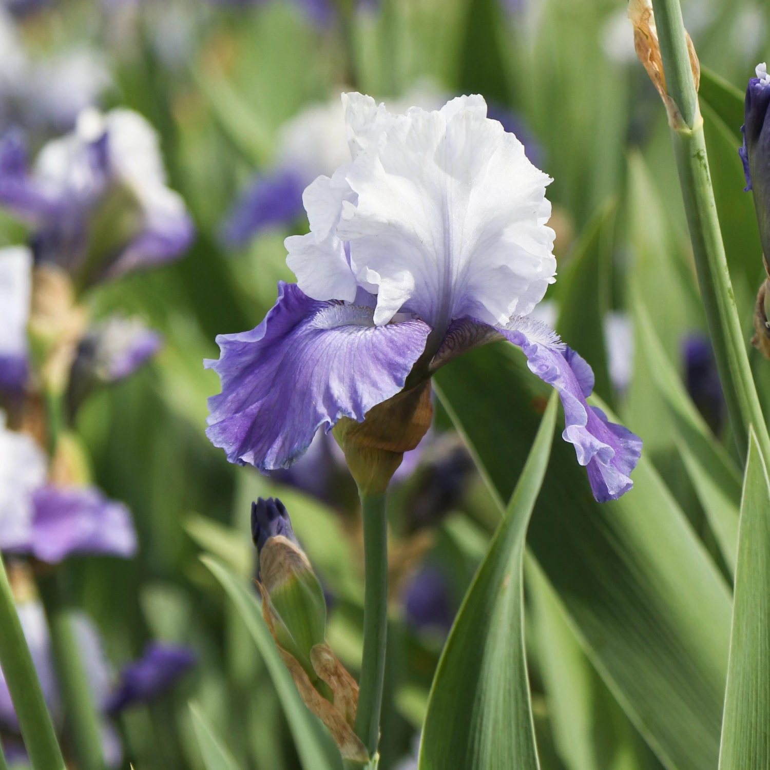 Bearded Iris - Califlora Mariposa Skies (Reblooming) - Image 4