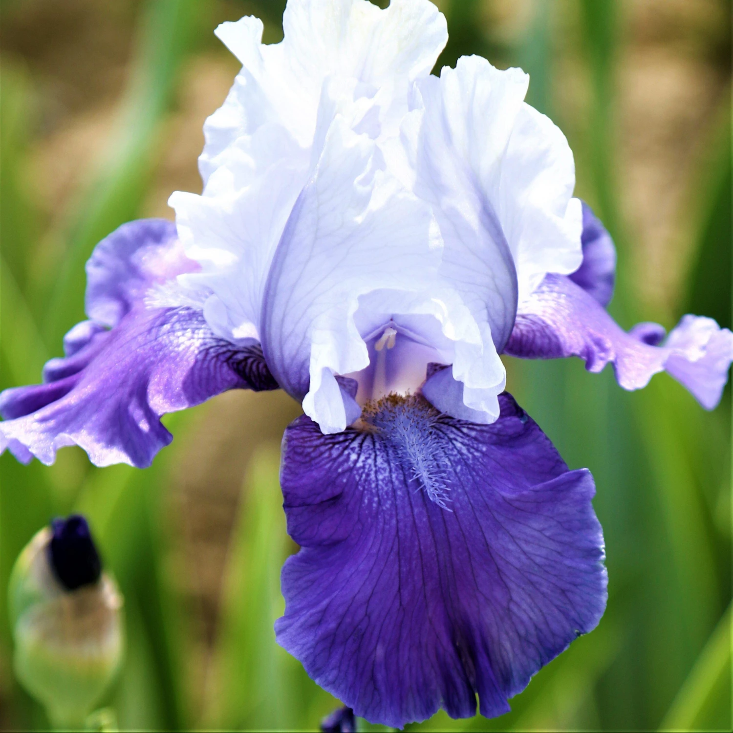Bearded Iris - Califlora Mariposa Skies (Reblooming) - Image 2