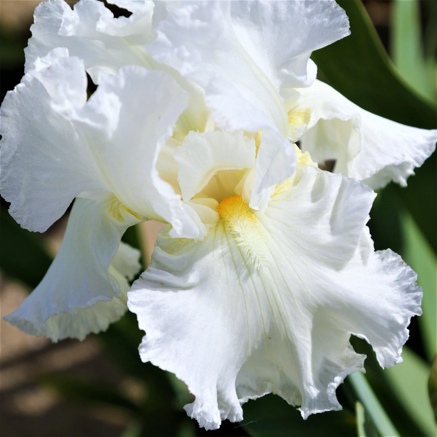Bearded Iris - Califlora Renown (Reblooming) - Image 2