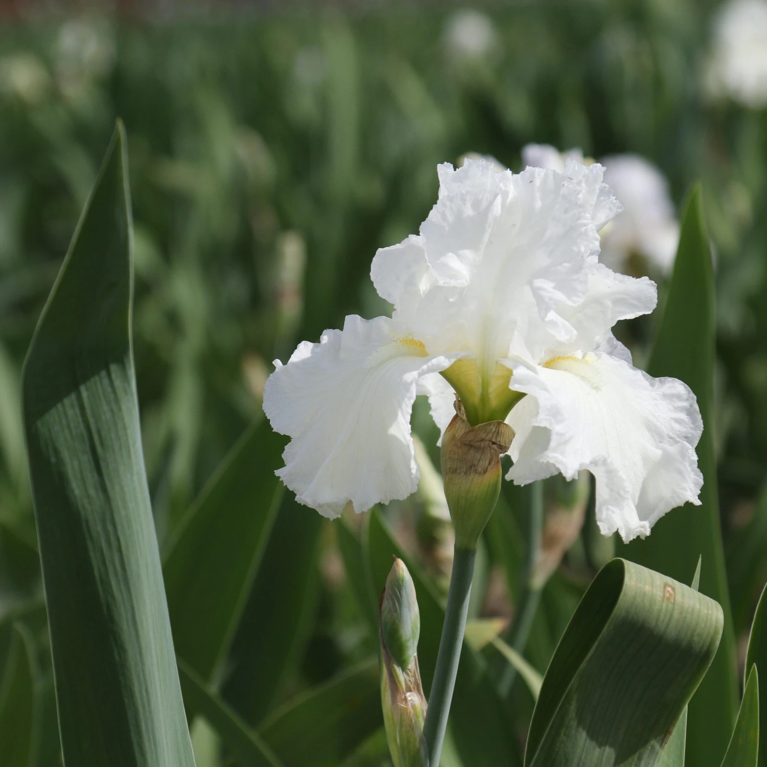 Bearded Iris - Califlora Renown (Reblooming) - Image 3