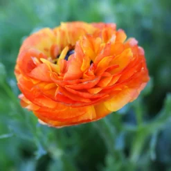 Ranunculus - Tecolote Flamenco