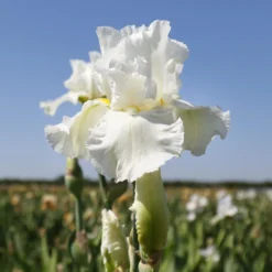 Bearded Iris - Califlora Renown (Reblooming)