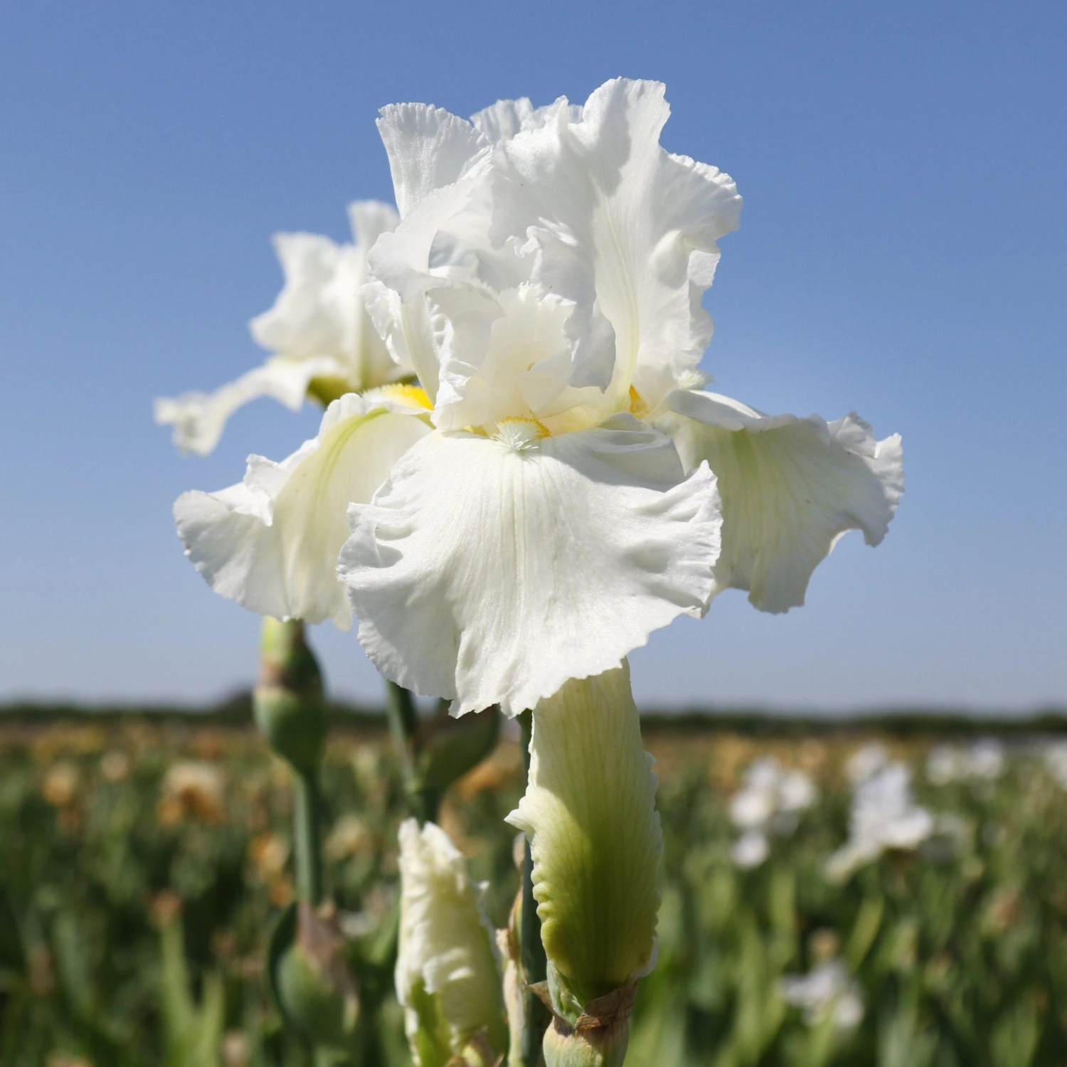 Bearded Iris - Califlora Renown (Reblooming)