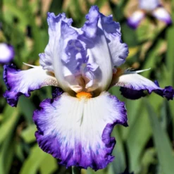 Bearded Iris - Califlora Gypsy Lord (Reblooming)