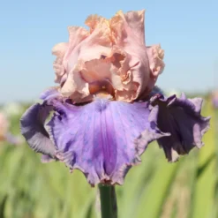 Bearded Iris - Califlora Florentine Silk (Reblooming)