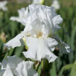 Bearded Iris - Califlora Frequent Flyer (Reblooming)