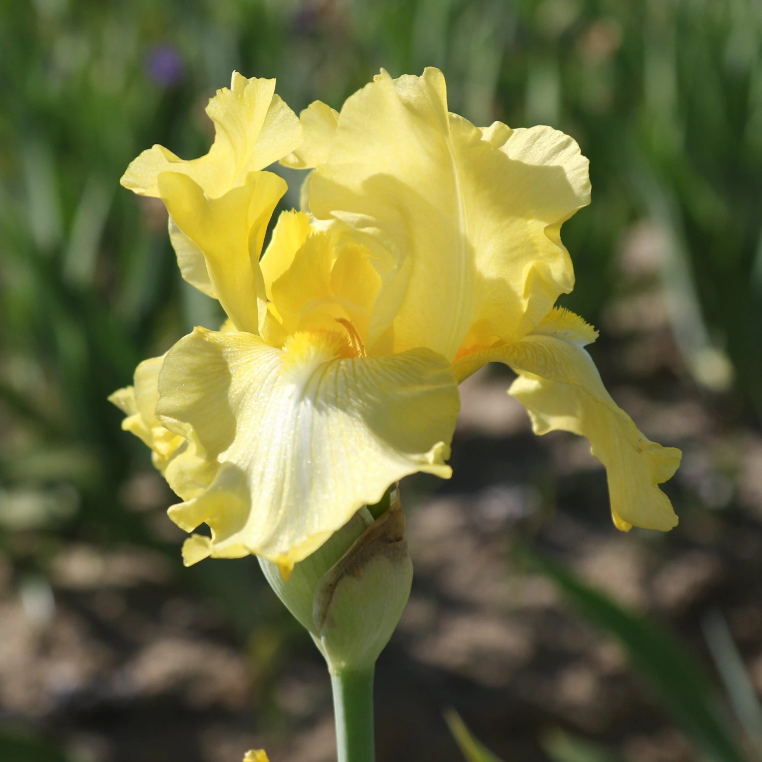 Bearded Iris - Califlora Harvest Of Memories (Reblooming) - Image 5
