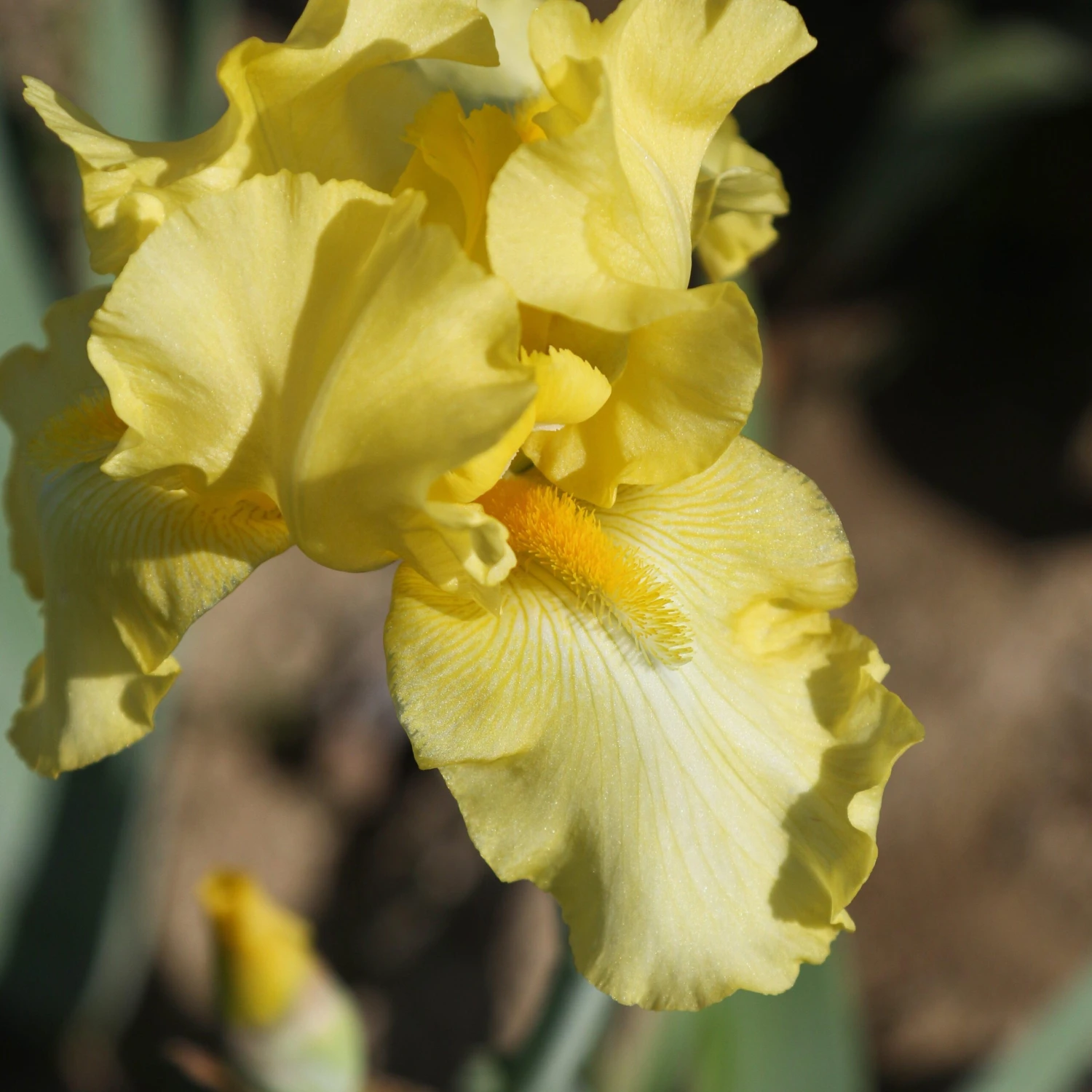 Bearded Iris - Califlora Harvest Of Memories (Reblooming) - Image 6