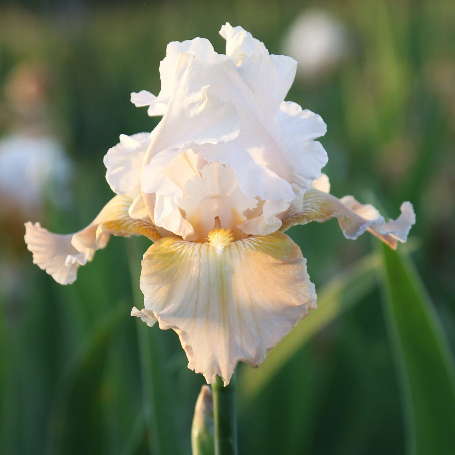 Bearded Iris - Califlora Champagne Elegance (Reblooming) - Image 2