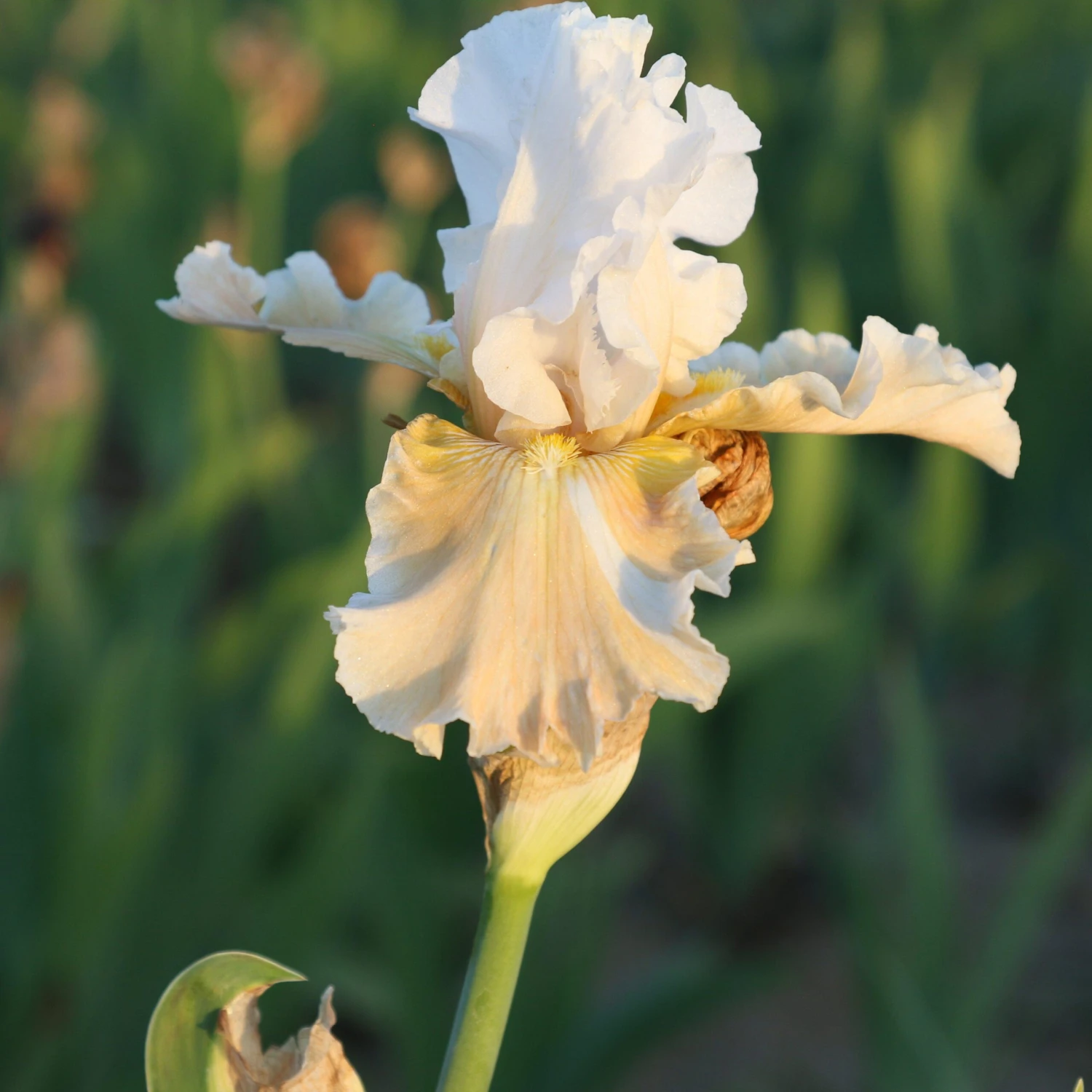 Bearded Iris - Califlora Champagne Elegance (Reblooming) - Image 3