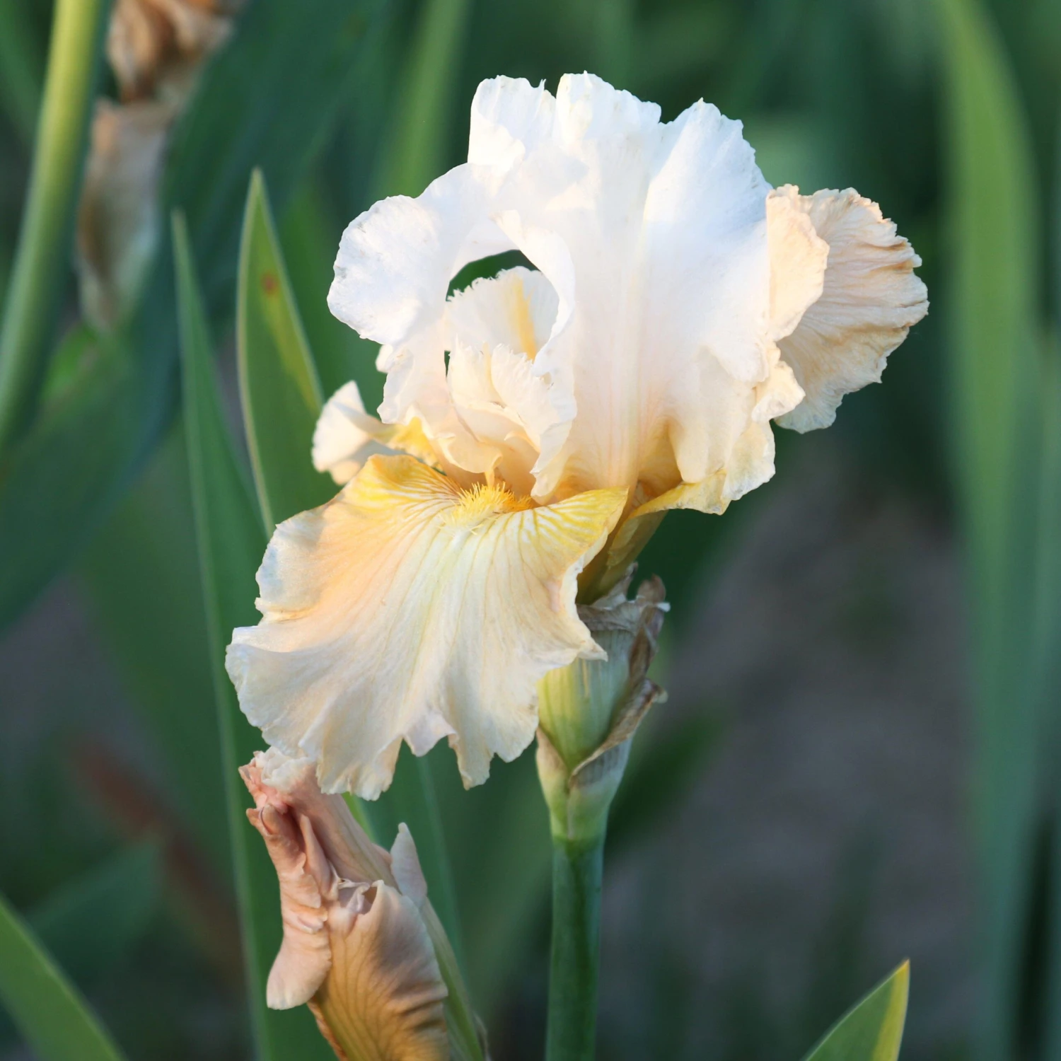 Bearded Iris - Califlora Champagne Elegance (Reblooming) - Image 4