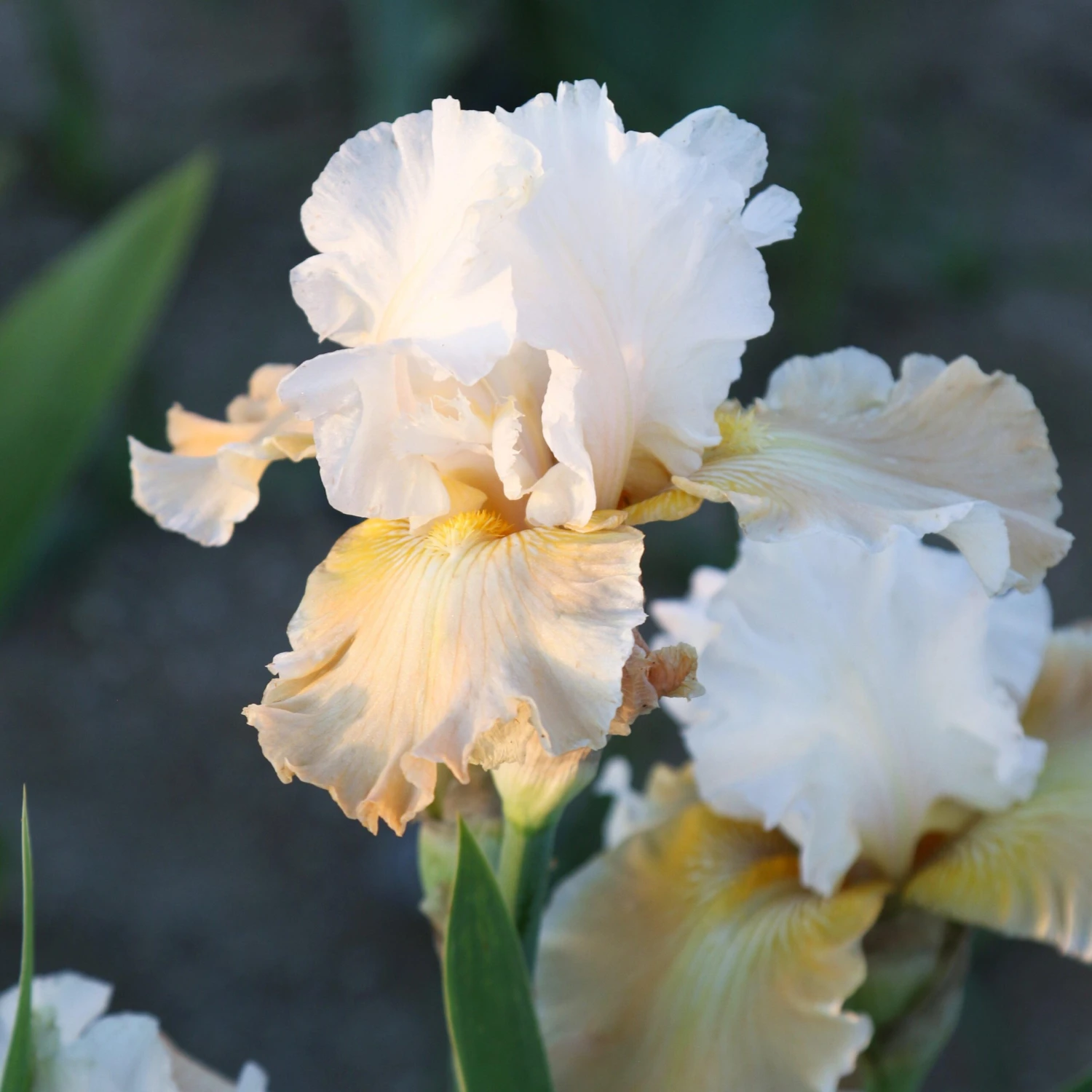 Bearded Iris - Califlora Champagne Elegance (Reblooming) - Image 5