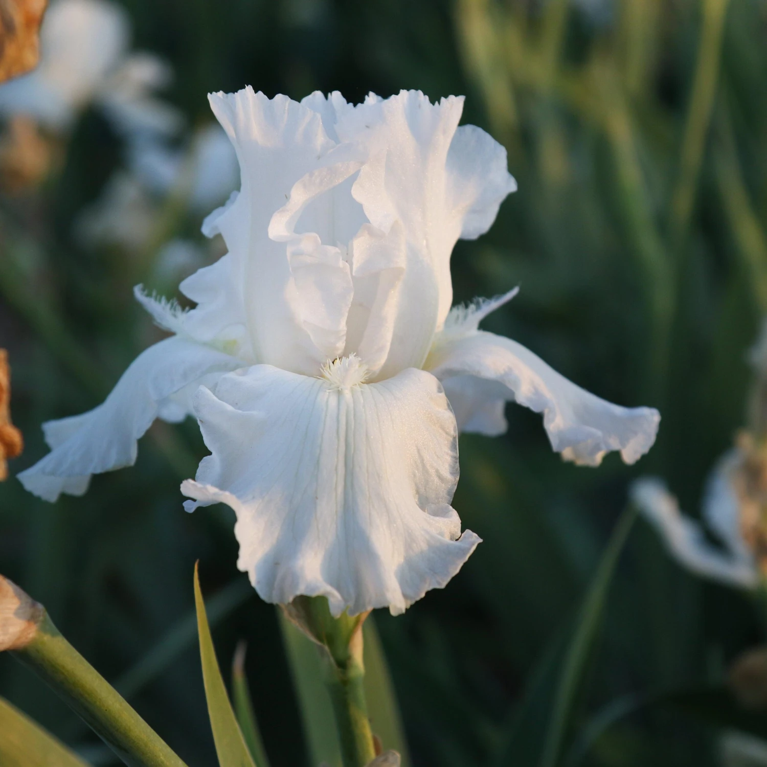 Bearded Iris - Califlora Mesmerizer (Reblooming) - Image 4