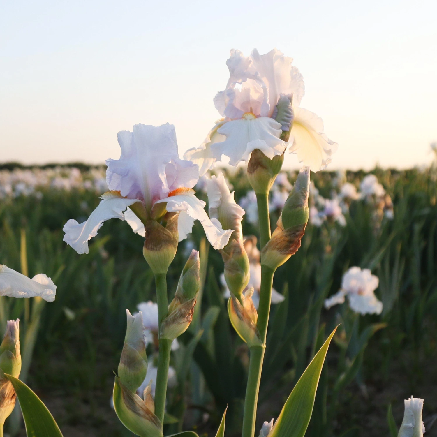 Bearded Iris - Califlora Eternal Bliss (Reblooming) - Image 3
