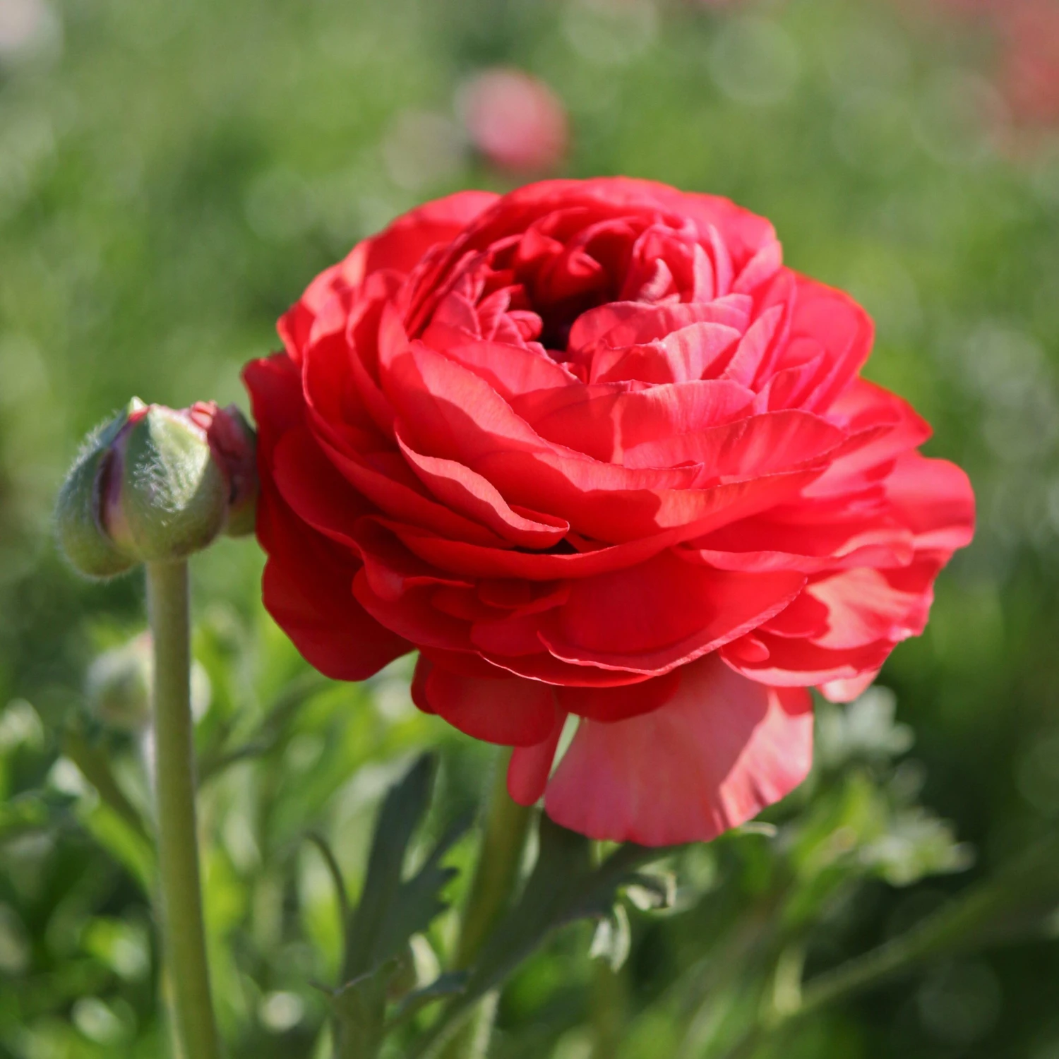 Ranunculus - Tecolote Rose - Image 2