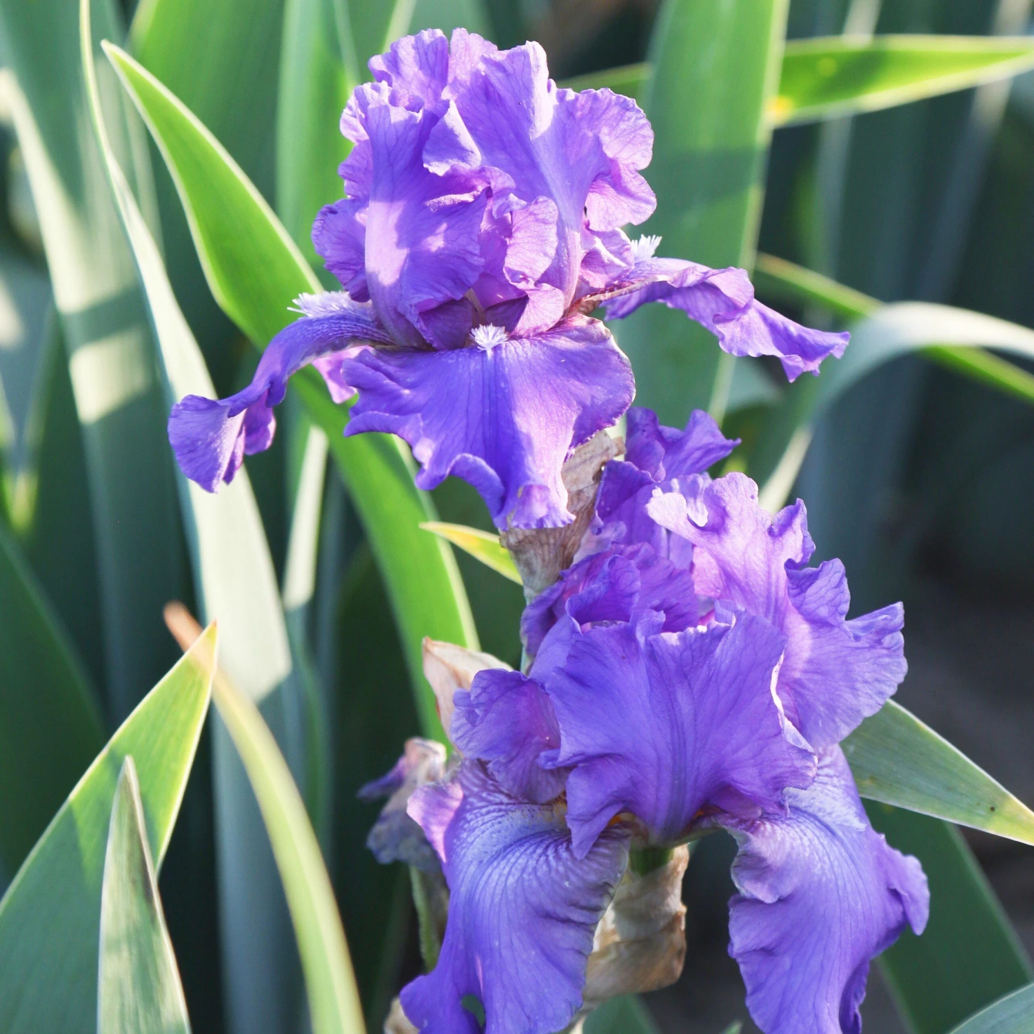 Bearded Iris - Califlora Dashing (Reblooming) - Image 6