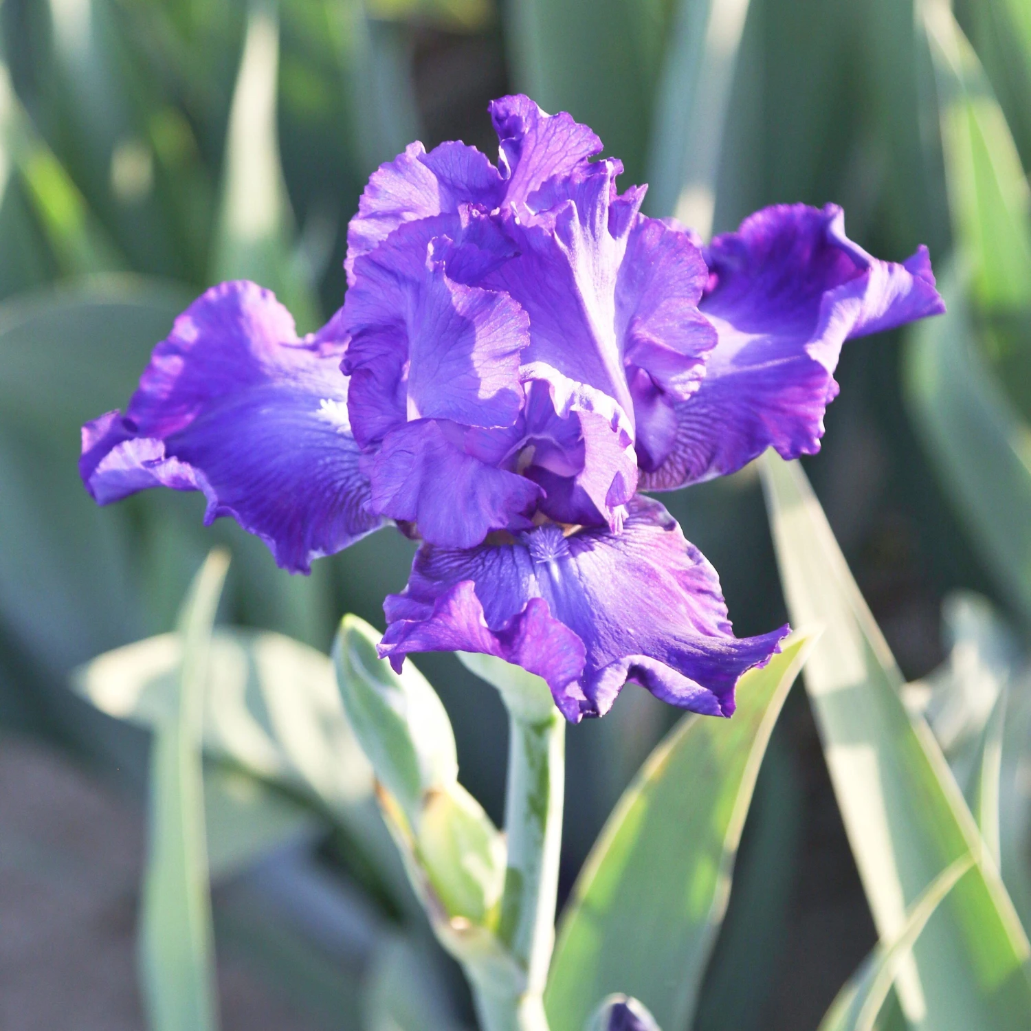 Bearded Iris - Califlora Dashing (Reblooming) - Image 2