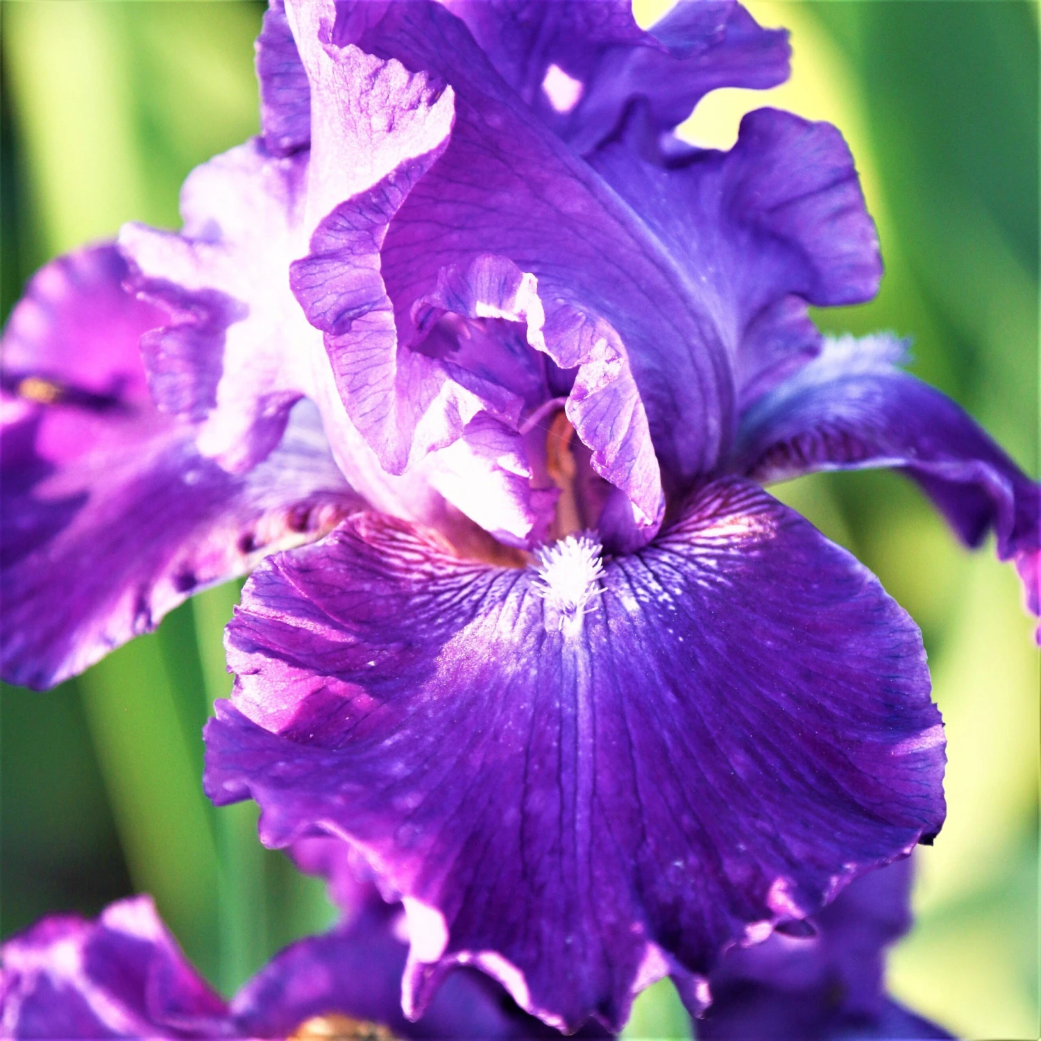 Bearded Iris - Califlora Dashing (Reblooming) - Image 3