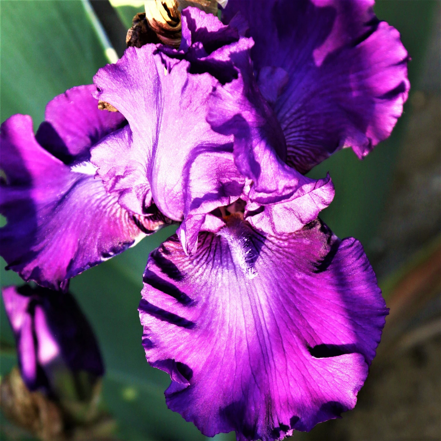 Bearded Iris - Califlora Dashing (Reblooming) - Image 5