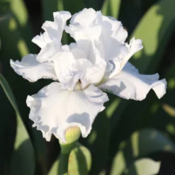 Bearded Iris - Califlora Mesmerizer (Reblooming)