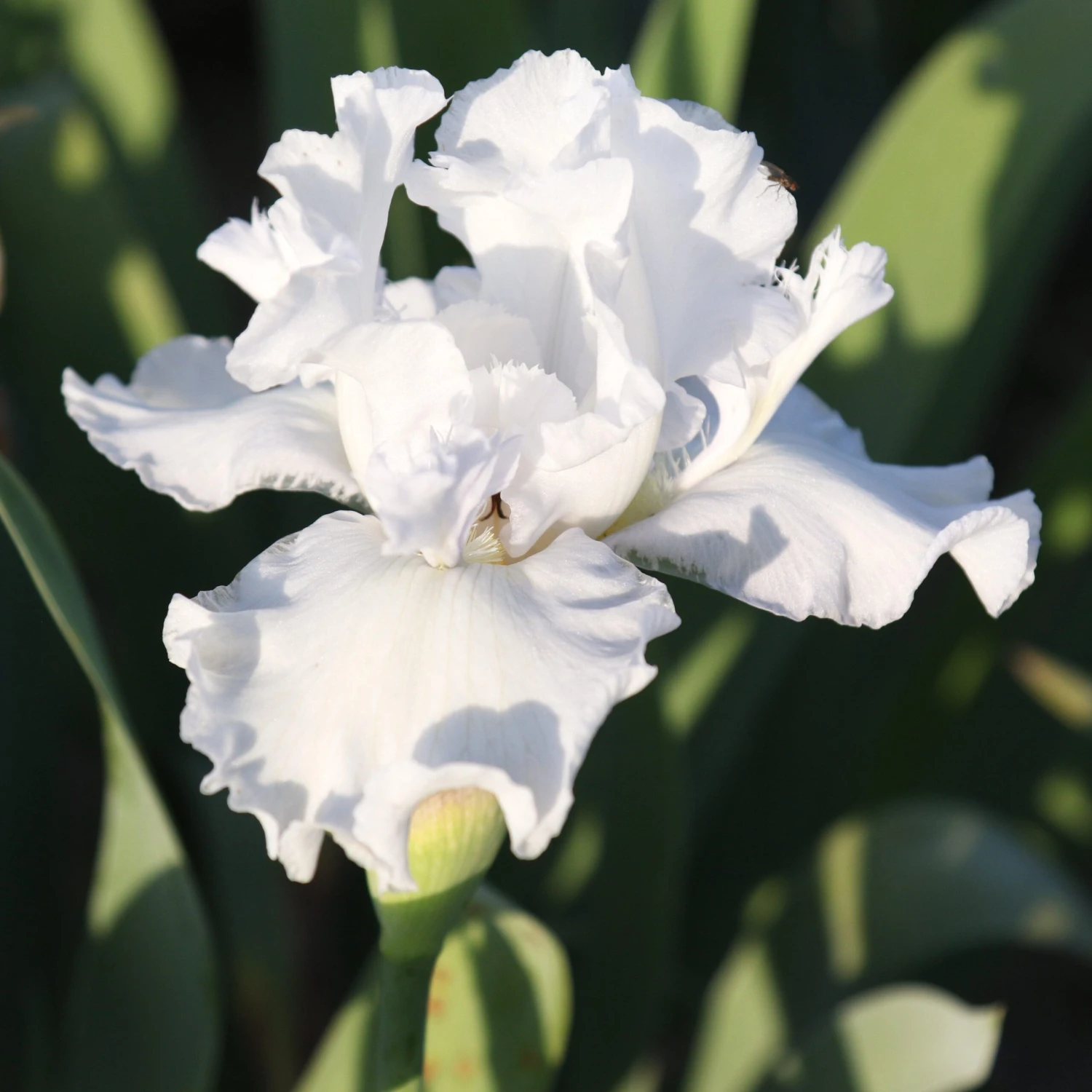 Bearded Iris - Califlora Mesmerizer (Reblooming)
