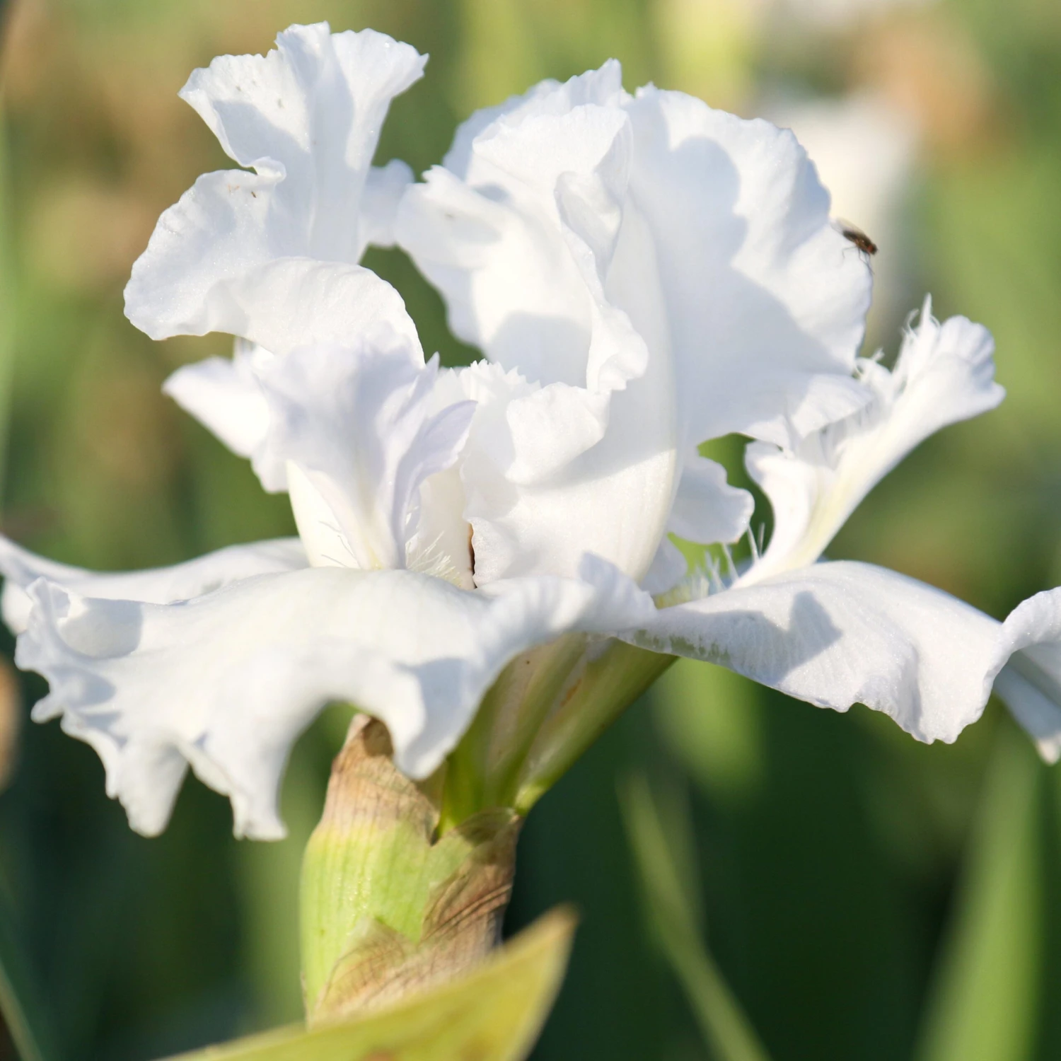 Bearded Iris - Califlora Mesmerizer (Reblooming) - Image 2