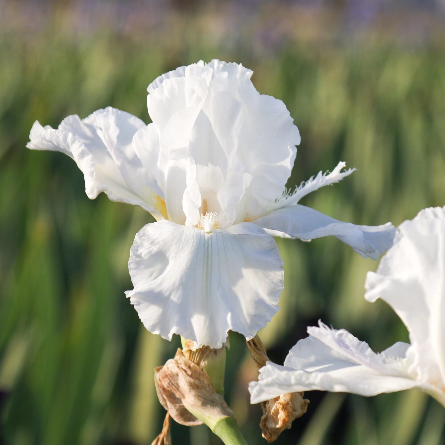Bearded Iris - Califlora Mesmerizer (Reblooming) - Image 3